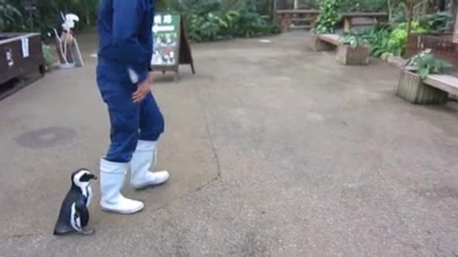 Il dolcissimo pinguini innamorato...di un umano!