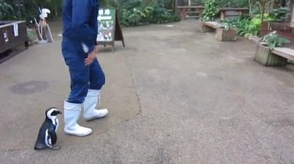 Il dolcissimo pinguini innamorato...di un umano!