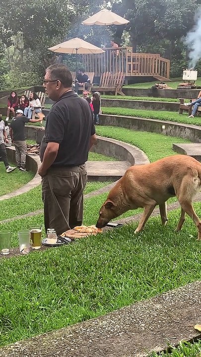 Sneaky Pup Snags Pizza