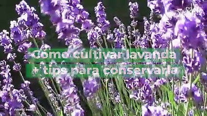 Cómo cultivar lavanda + tips para conservarla.| Cocina Delirante