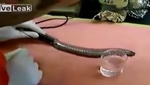 Tehlike anında suyu katılaştıran yılan