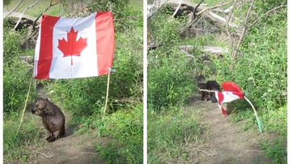 A Beaver Was Caught Trying To Steal A Canadian Flag & Her Confidence Is Iconic (VIDEO)