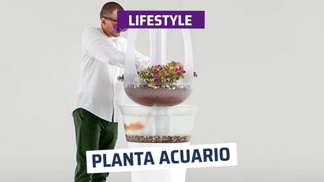 [CH] Planta Acuario sin mantenimiento