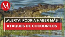 ¡Alerta en Laguna del Carpintero! Autoridades de Tampico piden no acercarse por cocodrilos