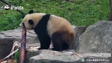 笋太重拿不动