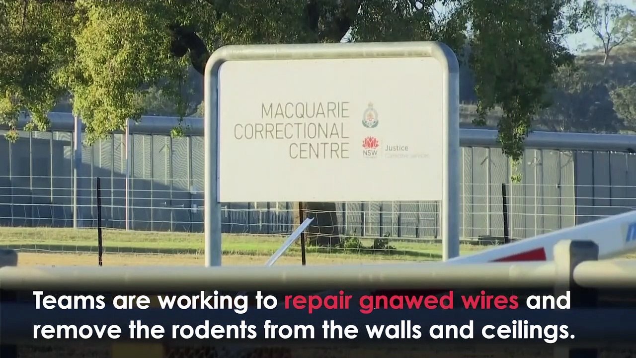 Australia Mouse PLAGUE Forces Evacuation of Prison as Rodents Overrun New South Wales