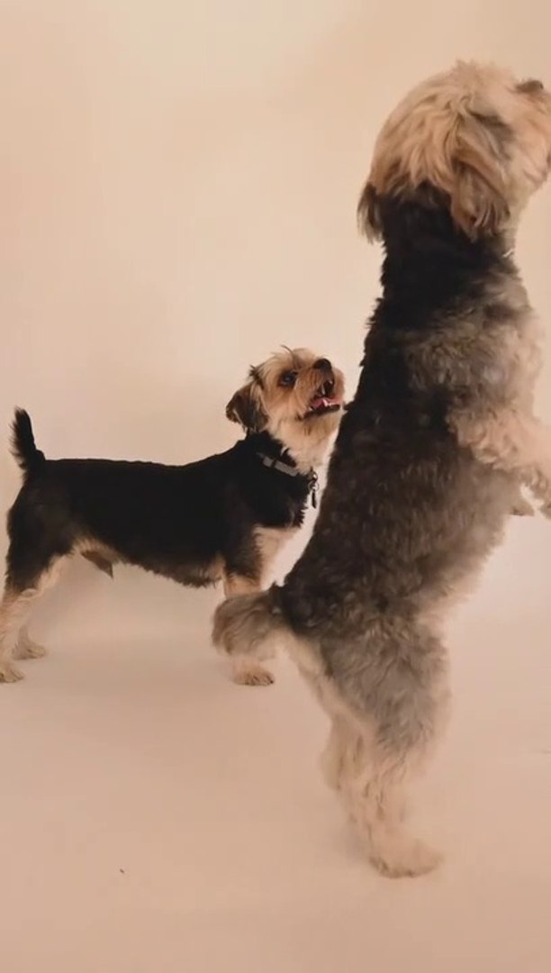 ⁣Cute Pets - Funny Pets Video and Dance dogs