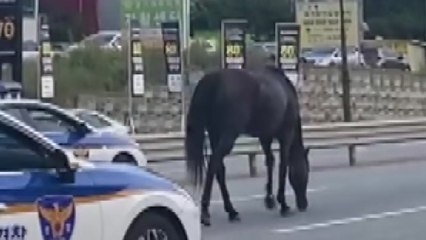 [영상] 난데없이 도로에 뛰쳐나온 말...사고 없이 주인 품에 / YTN