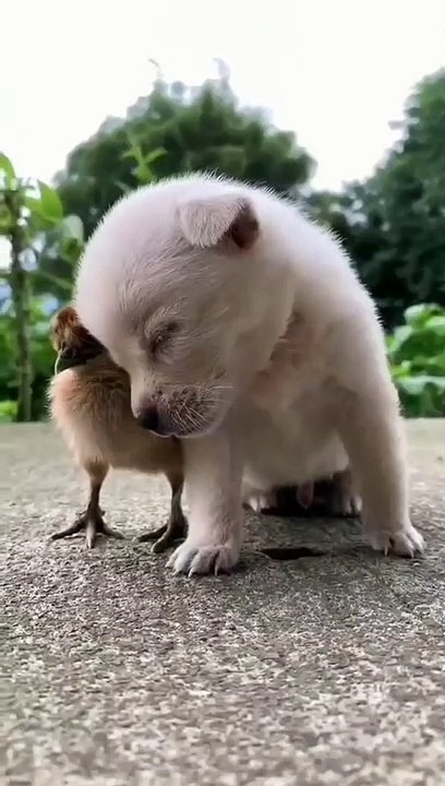Funny dog's