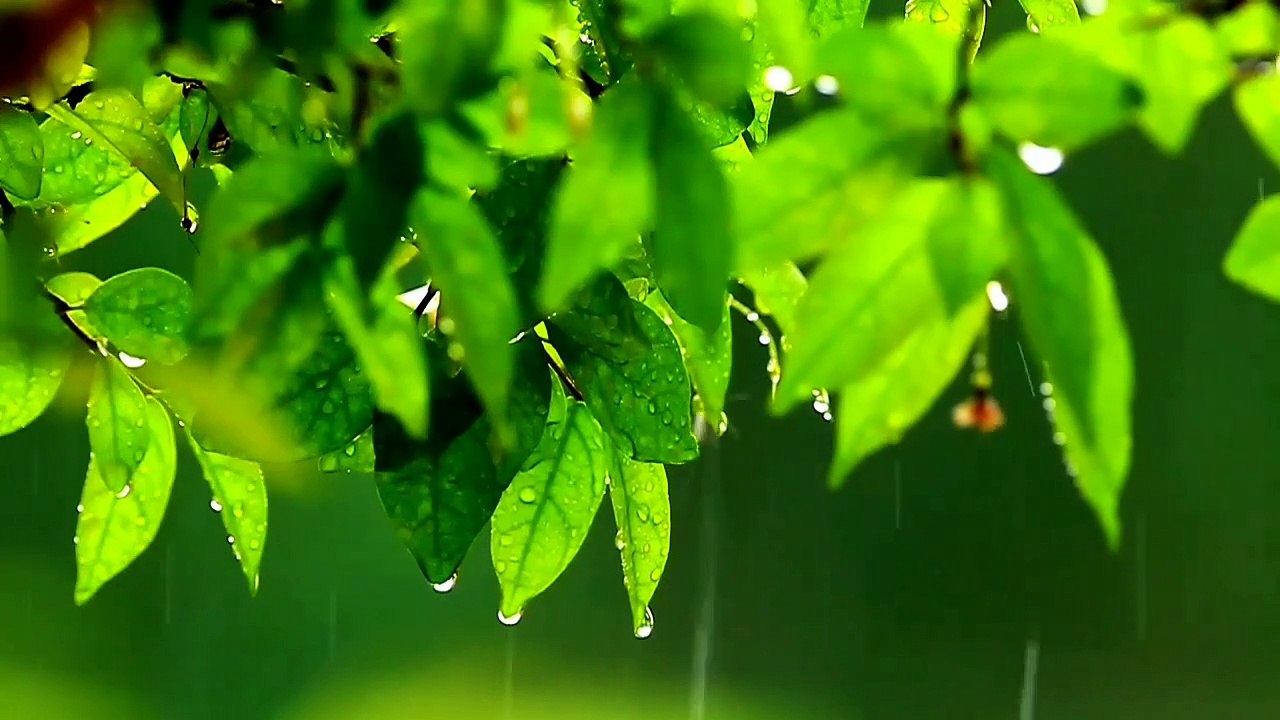 Beautiful Relaxing Hymns, Peaceful Instrumental Music | relaxing music live | relaxing music and rain sounds | a relaxing music for sleep | relaxing music birds chirping