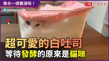 白色吐司原來是貓咪？方盒塞好塞滿 網友笑：「不愧是水做的」