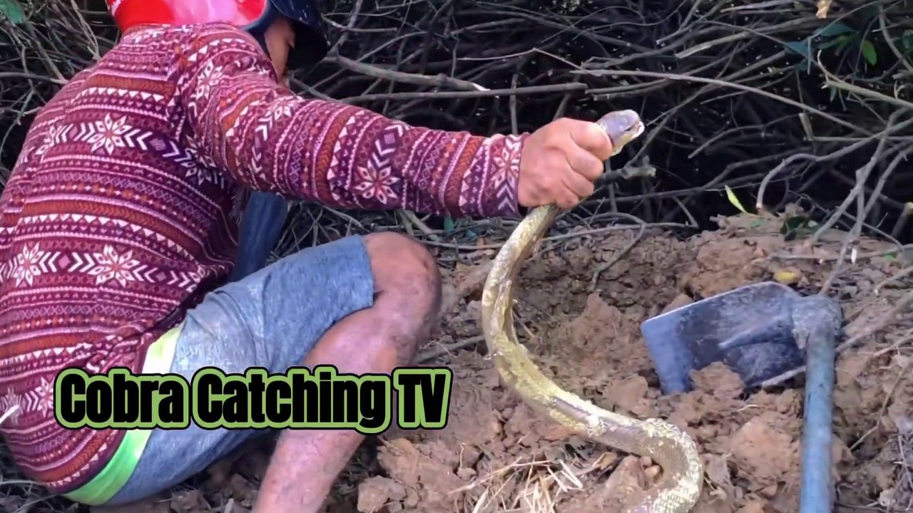 Cobra Catching TV- Dig a cave to catch snake Episode 03- How to catch india cobra