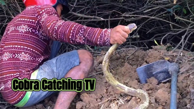 Cobra Catching TV- Dig a cave to catch snake Episode 03- How to catch india cobra