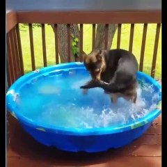 cute puppy funny video part3