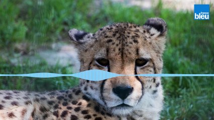 Le passeport de l'été 2021 : le domaine des fauves