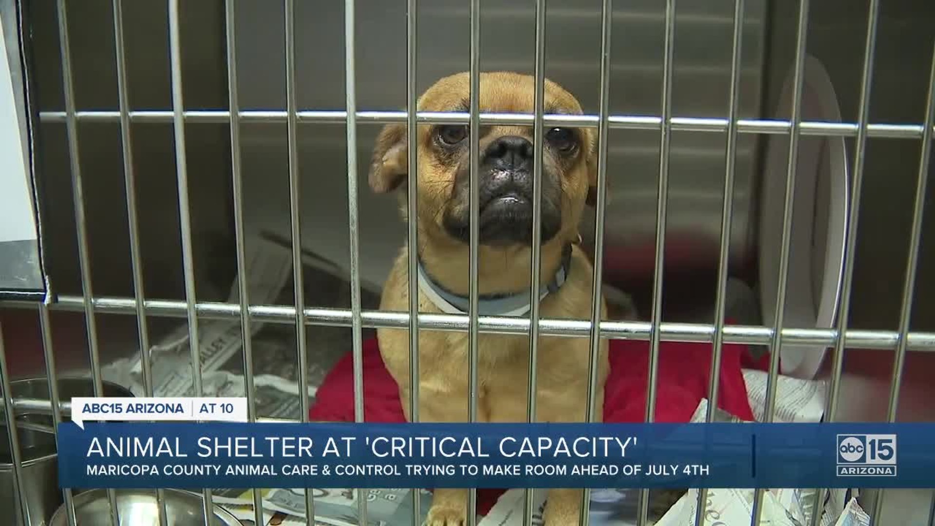 ⁣Valley animal shelter at 'critical capacity'
