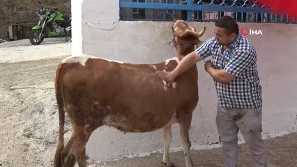 Ay-yıldız desenli ineğini kimseye satmıyor