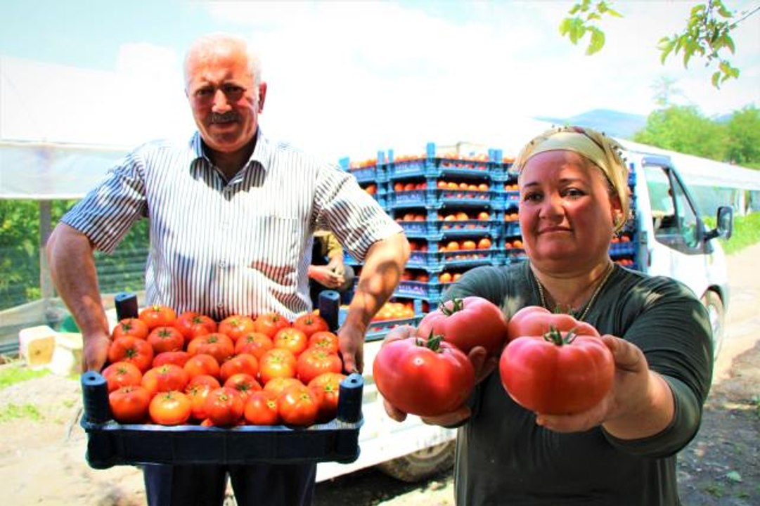 Karadeniz'in sebze üssü Amasya'da domates hasadı başladı