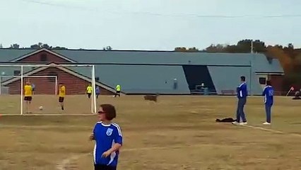 Sahaya giren geyik gol attı