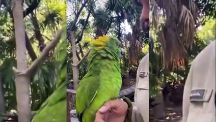 Animal Compilation 2021. Ultimate Challenge Try Not To Get Wild! #1