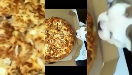 Dog Compilation 2021.Ultimate Challenge Try Not To Bark! #2