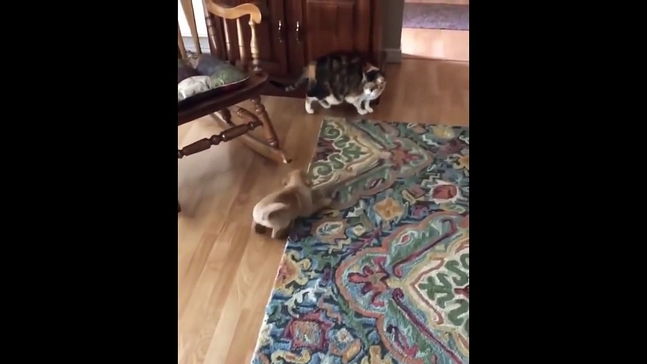 Labrador Puppies Funny Compilation #9 - Best of 2020