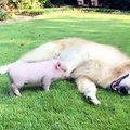 Funniest & Cutest Golden Retriever Puppies #38 - Funny Puppy Videos 2020