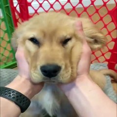 Funniest & Cutest Golden Retriever Puppies #33 - Funny Puppy Videos 2020