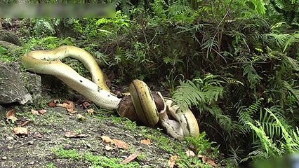 Avladığı keçiyi mideye indirdi