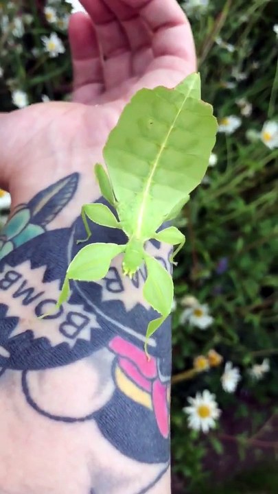 Walking leaf  insect