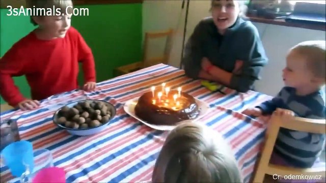 Babies And Kids Blowing Candles Fail Funny Fails Baby Video