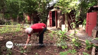 La Réunion - Les fruits et légumes lontan
