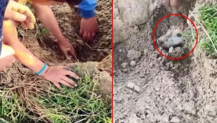 Çocukların duyduğu ses, toprak altındaki köpekleri ölümden kurtardı