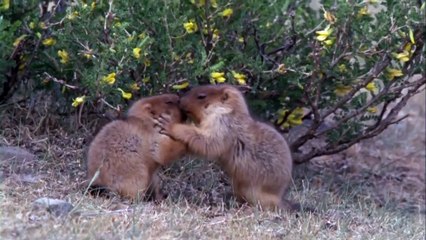 Wild Asia The Arid Heartland (狂野亚洲+乾旱贫瘠的中心地带)