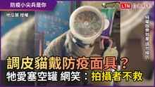 調皮貓戴防疫面具？ 牠愛塞空罐 網友笑：拍攝者不救