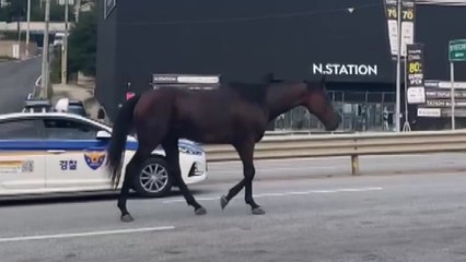 [영상] 난데없이 도로에 뛰쳐나온 말...사고 없이 주인 품에 / YTN