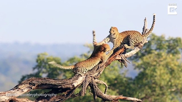 Pair Of Leopards Filmed In Dramatic Fight_ # LEOPARDS EPIC FIGHT # ANIMAL WORLD