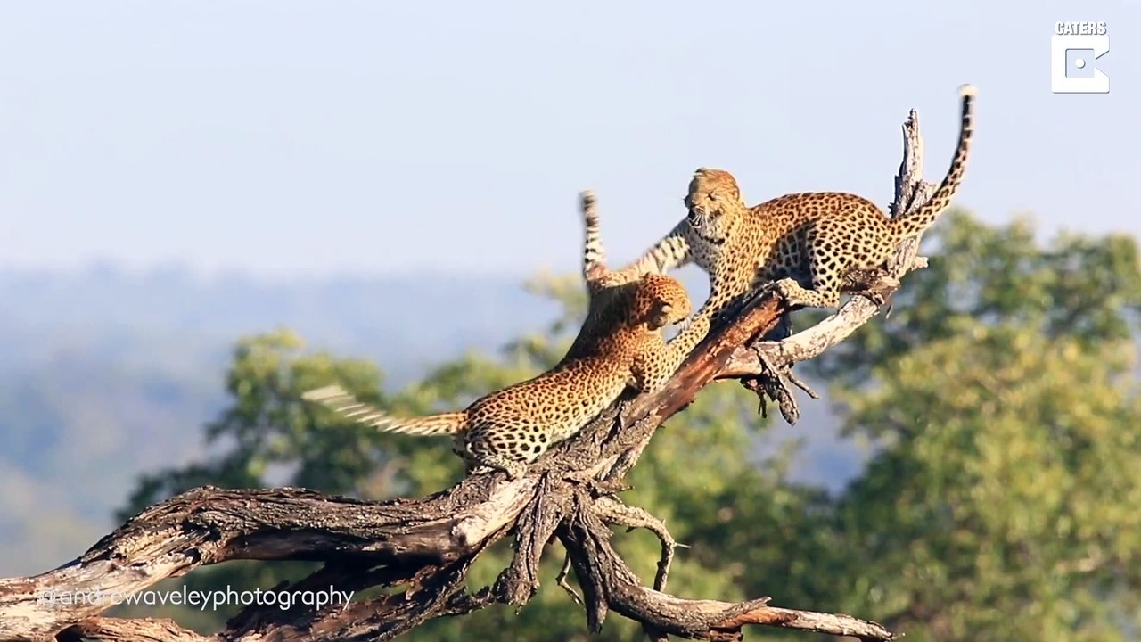 Pair Of Leopards Filmed In Dramatic Fight_  # LEOPARDS EPIC FIGHT # ANIMAL WORLD