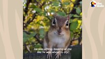 Chipmunk Gets So Jealous When His Favorite Girl Talks To Other Chipmunks _ The Dodo Wild Hearts