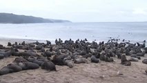 Más de 300 leones marinos invaden una de las playas de la ciudad chilena de Tomé