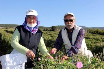 Isparta'da kuraklık gül rekoltesini ve verimini etkiledi