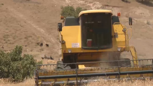 تأخر تسليم حصة إقليم كردستان من محصول القمح لصوامع الغلال