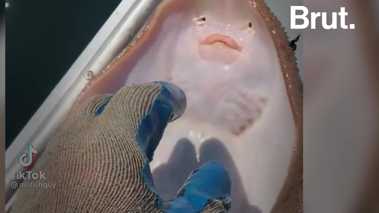 The truth behind "cute" animal videos