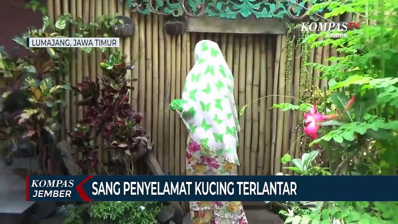 Berhati Mulia, Mantan Model Ini Mengadopsi Puluhan Kucing Terlantar dan Merawatnya di Rumahnya