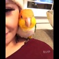 Funny Parrots Videos Compilation Cute Moment Of The Animals - Cutest Parrots #6 - Compilation 2020