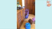 yt1s.com - Cute Puppies  Cute Funny and Smart Dogs Compilation 16  Cute Buddy_480p