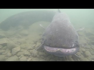 Viens je t'emmène... à la rencontre des pêcheurs de silure sur le Rhône