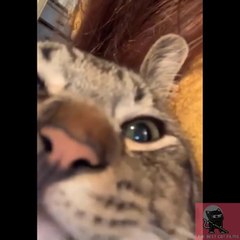 Funny Cats - Don't try to hold back Laughter - The Best Cat Films