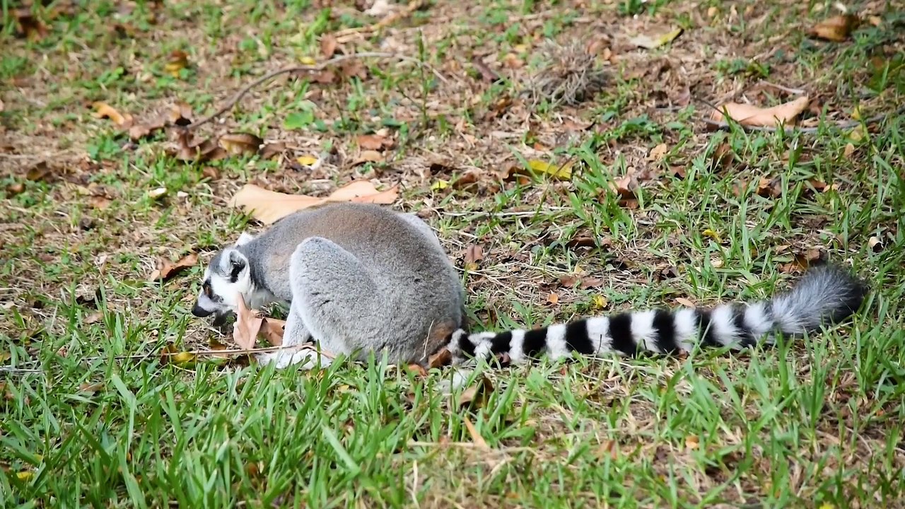 Nature and Birds or Animal A cute collaboration