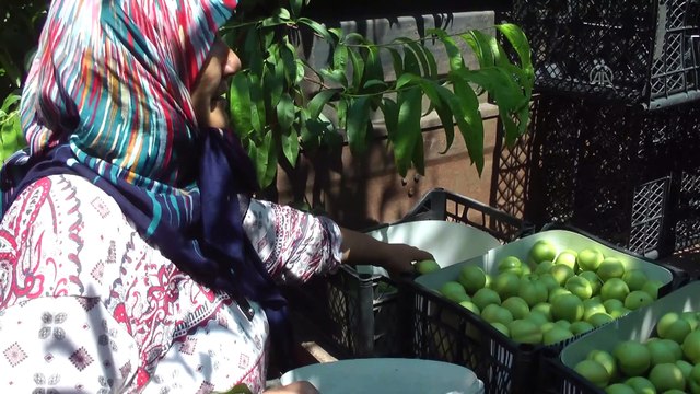 ÇANAKKALE - Kazdağları'nın coğrafi işaretli ürünü 'Bayramiç beyazı'nın hasadına başlandı